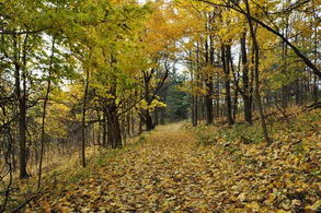 Extensive Trails Through The Property - Country homes for sale and luxury real estate including horse farms and property in the Caledon and King City areas near Toronto